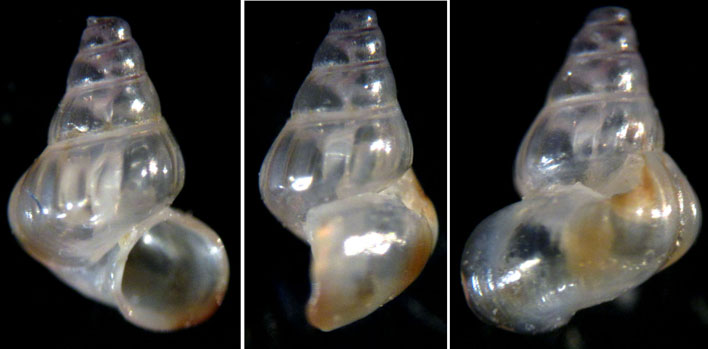 Cos''� questo mostriciattolo?